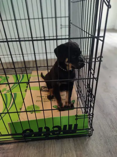 Rottweiler puppy female, View more