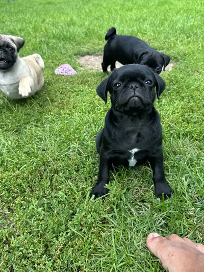 adorable  pug puppies  10 weeks old, View more