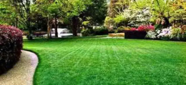 Starting $19 Grass Cutting Same Day Visit62863734795907124