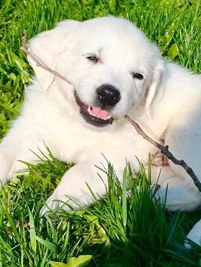 Luminous Goldens Tootsie and Prairie Willow’s Cruz had a beautiful litter of English Golden Retrieve...