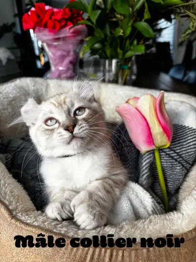chatons Highland lynx pure race, View more