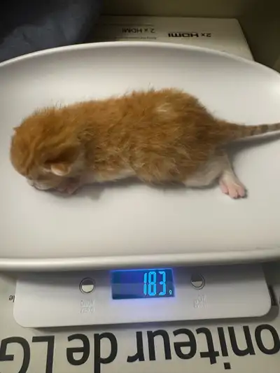 Electronic Pet Scale. Only used a few times. Little ones in pictures are not available. Pick up only...