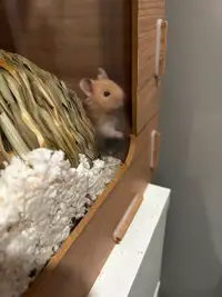 Hamster who needs a good home