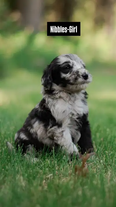 Beautiful F1B Goldendoodles ready soon!, View more