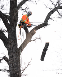 Tree Removal & Pruning - Licensed & Insured