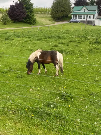 Rip a 36” 3 year old mini stud, View more