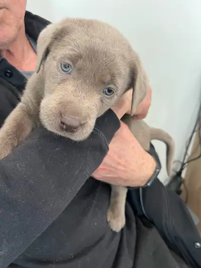Silver Lab Puppies ready to go! 4 males left CKC registered Mom and dad Mom and dad on sight Great h...