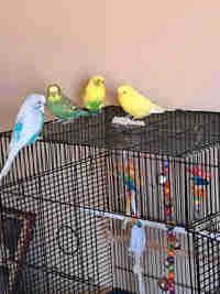 PPU 4 Budgies for rehoming 