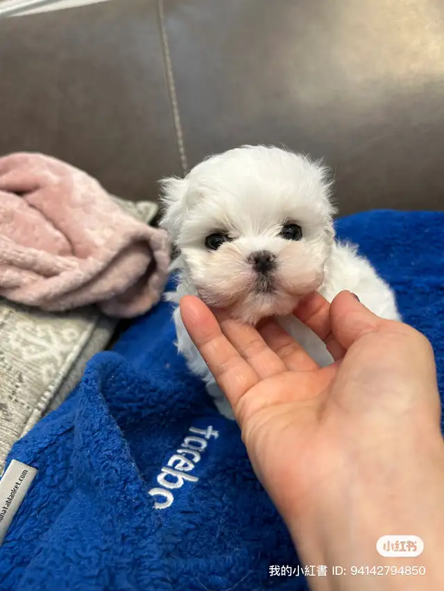 Korean Bloodline Maltese toy size pure white puppies in Dogs & Puppies for Rehoming in Markham / York Region - Image 7