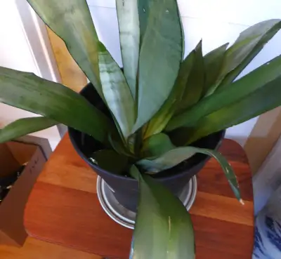 Healthy indoor plant. Snake plant. $30. plant 26 inch high. plant pot 11 inch high and 12 inch wide.