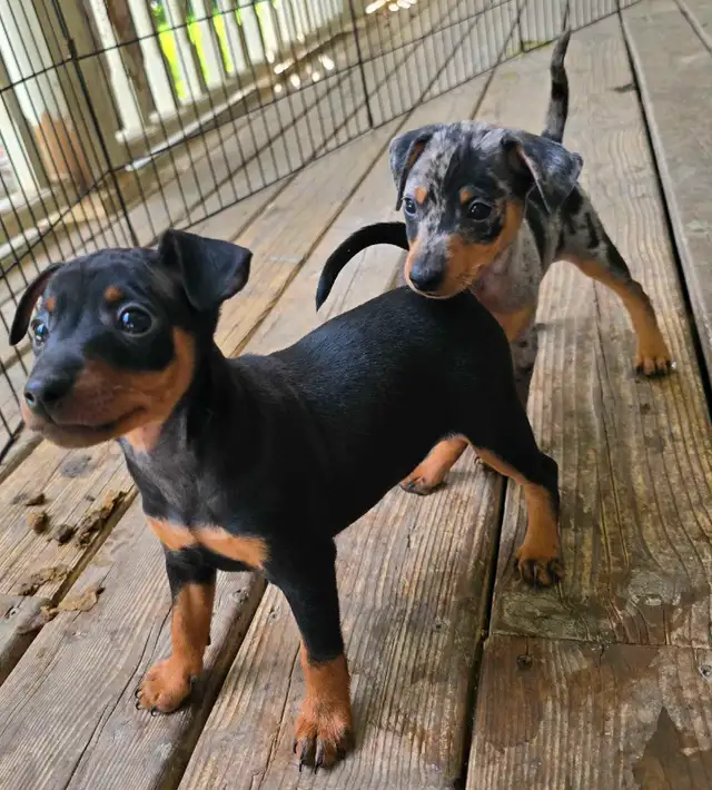 Chiot Miniature Pinsher in Dogs & Puppies for Rehoming in Gatineau - Image 4