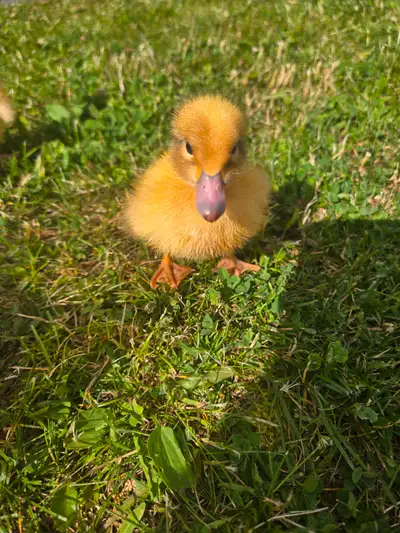 Welsh harlequin chicks, View more