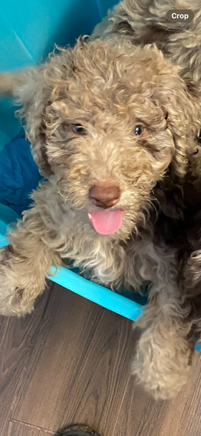 Australian Labradoodle Puppies in Dogs & Puppies for Rehoming in Bedford