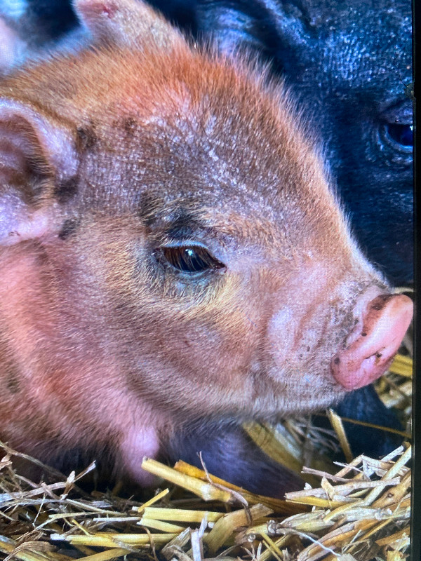 Little mini pigs!! Kune kune/Juliana mini pigs.  SO CUTE! in Small Animals for Rehoming in Grande Prairie - Image 4
