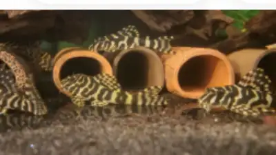 Proven breeding group