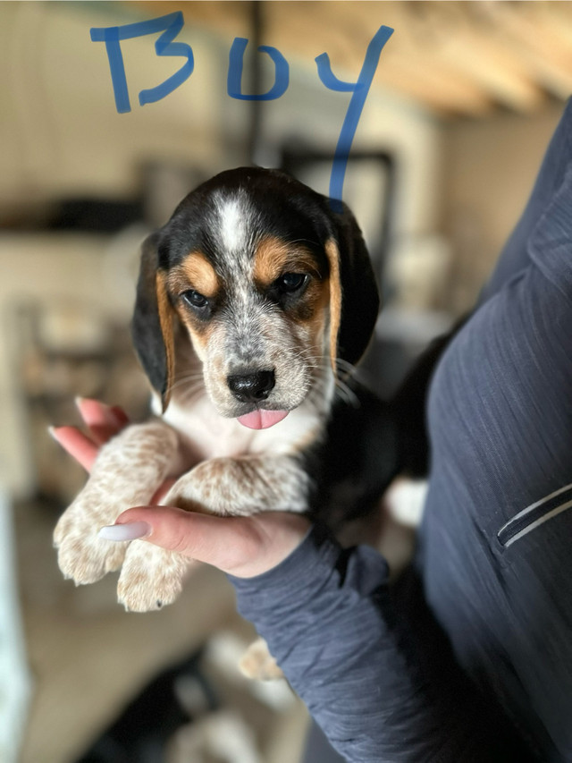  RARE chocolate/blue tick beagles 4 Left!! in Dogs & Puppies for Rehoming in City of Halifax - Image 4