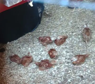 chickens, Rhode Island red 6-7 weeks old, View more