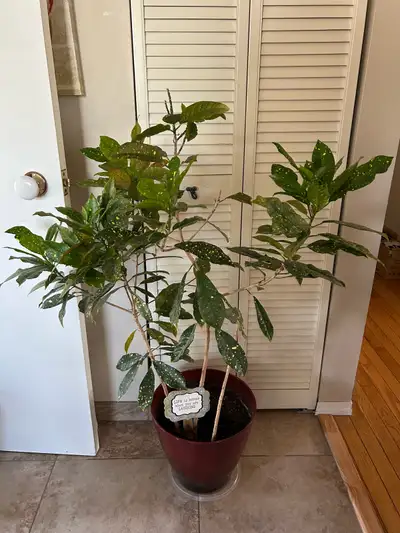 Tropical Croton Tree, View more