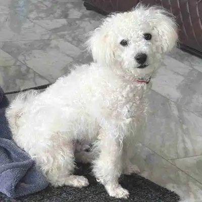 bichon frise, View more