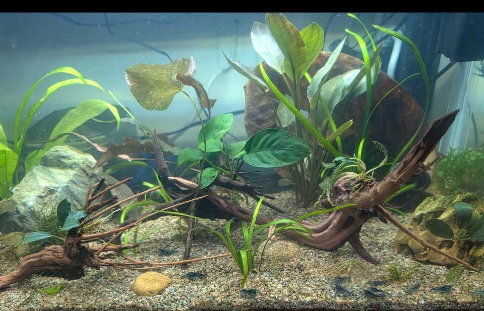 mini blue dwarf brazos crayfish | Fish for Rehoming | City of Toronto ...