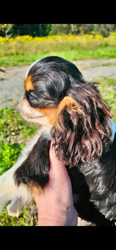 King Charles: Épagneul Toy Anglais/ English Toy Spaniel, CKC:, View more