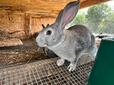 cali Flemish giant cross bunnies, View more