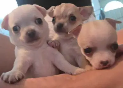 Gorgeous and Tiny Chihuahua Puppies, View more