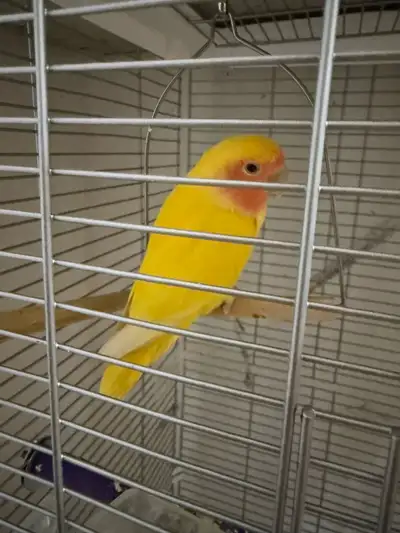 lovebird female for sale with large cage , View more