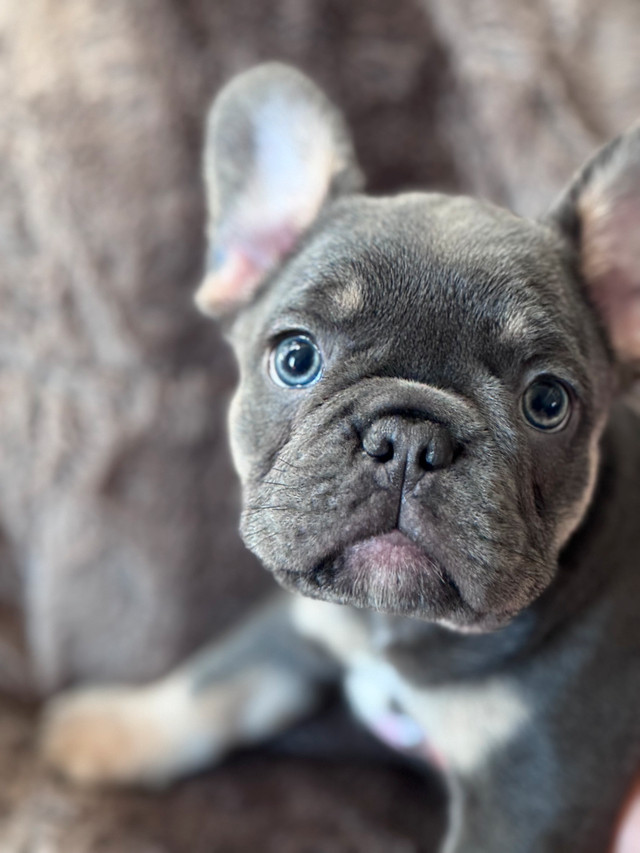 French bulldog dans Chiens et chiots à adopter  à Laurentides - Image 3