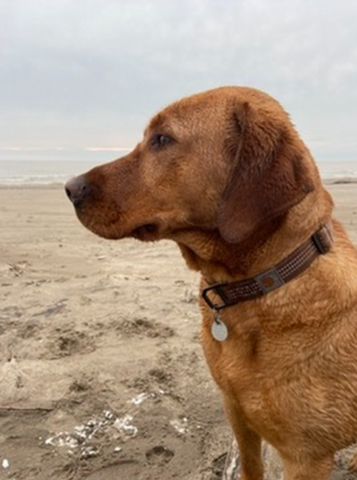 CKC Fox Red Lab Guardian Program, View more