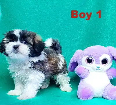 ❤️Morkie & Shih Tzu Pups ready for their new homes in January❤️, View more