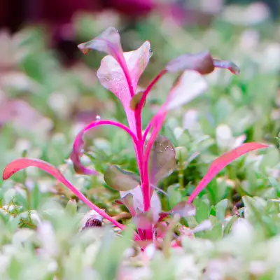 LIVE AQUARIUM PLANT : ALTERNANTHERA BETTZICKIANA RED, View more