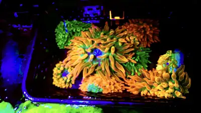 Crazy colours and super healthy Coral frags reef saltwater aquarium