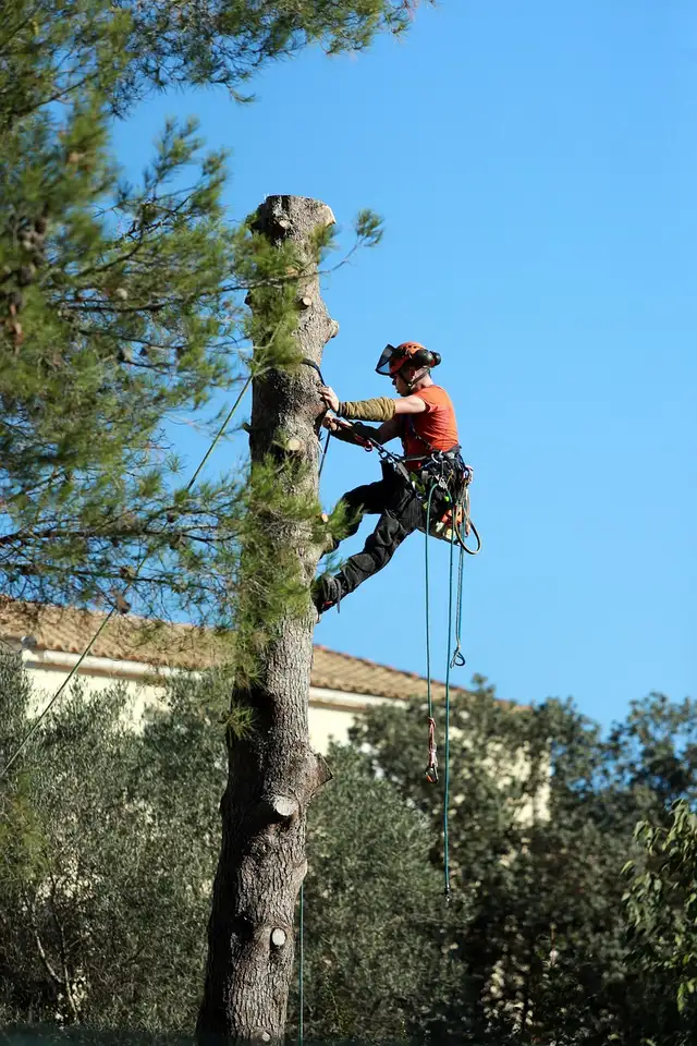 Scott's Tree Removal