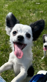 Long haired chihuahuas 