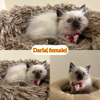 Ragdoll Kittens, View more