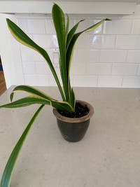 Small snake plant