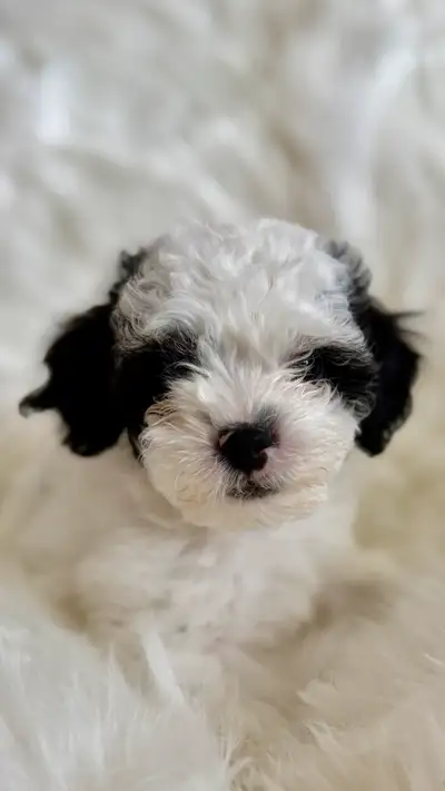 Adorable Puppy Ready for a Loving Home! ✨ Due to unforeseen circumstances, I sadly have no choice bu...