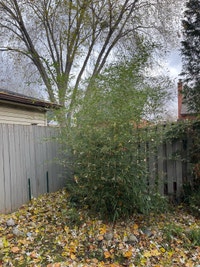 Live Bamboo City of Toronto Toronto (GTA) Preview