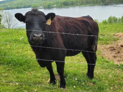 1 Black Angus and 1 Black Angus/ Devin cross ready to breed heifers. Both are 3 years old. $2500 eac...