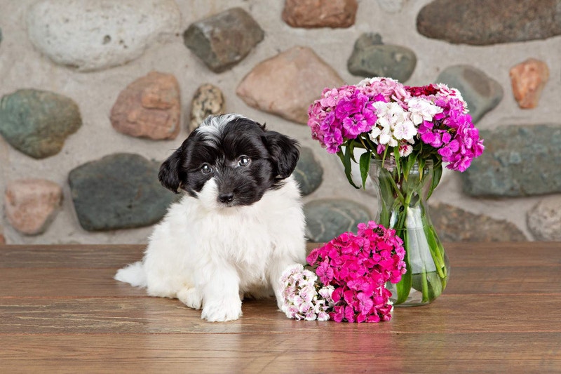 Adorable COTON Puppies FOR SALE! Dogs & Puppies for Rehoming