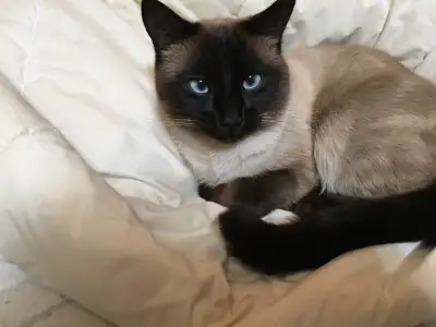 Seal Point Siamese fixed male, View more