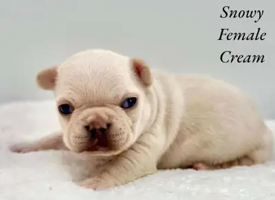 French Bulldog Puppies “CKC Registered” We take pride in our precious babies, excellent quality pupp...