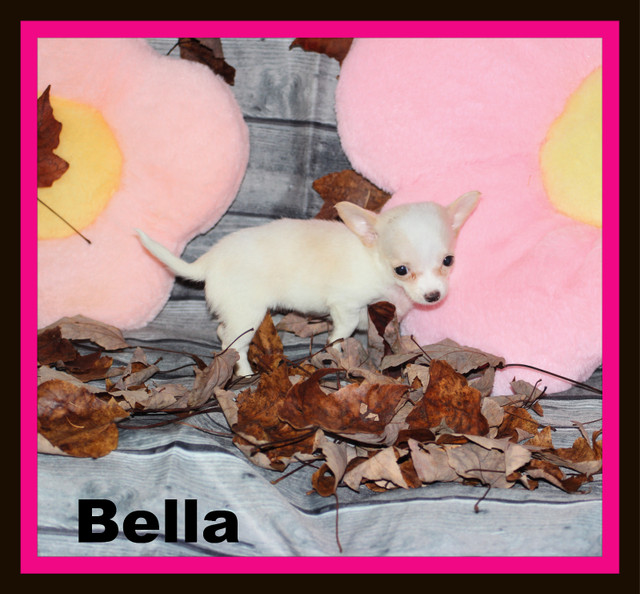 VENDUChihuahua❤femelle mini ❤️Protection100% .Garantie. ★★★ dans Chiens et chiots à adopter  à Laval/Rive Nord - Image 4