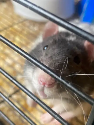 Rex-Dumbo Mix Fancy Rat, View more