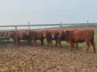 Red angus heifers for sale