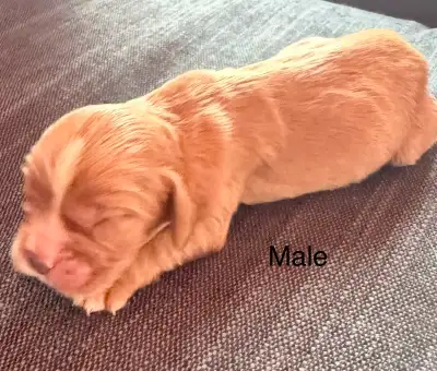 Cockalier Spaniel Puppies, View more