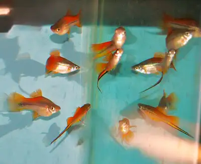 Pineapple swordtails, View more