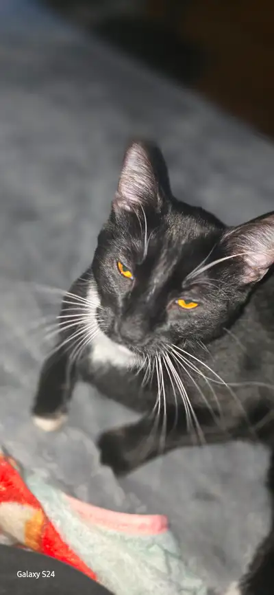 Looking to rehome my 10 month old kitten., View more