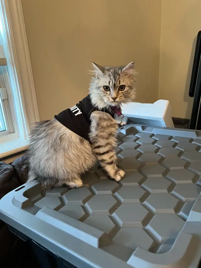 Ragdoll &amp; pure Persian-UPDATED
